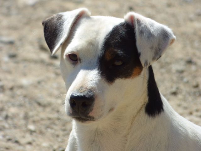 Jacotte Du Moulin Sault