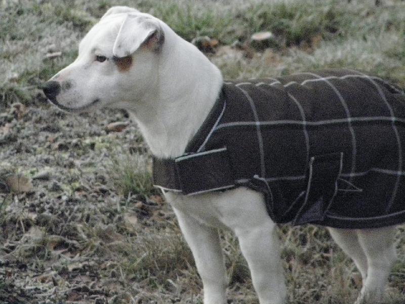 Fanfan de L'Etang de Freville