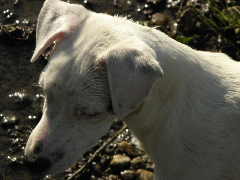 Fanfan de L'Etang de Freville