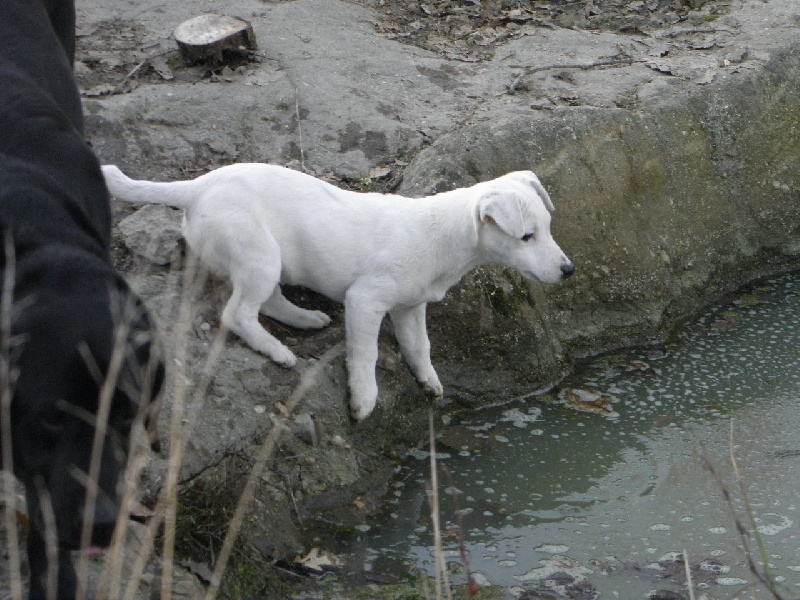 Fanfan de L'Etang de Freville