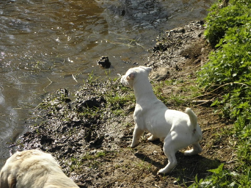 Fanfan de L'Etang de Freville