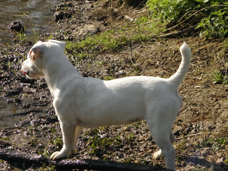 Fanfan de L'Etang de Freville