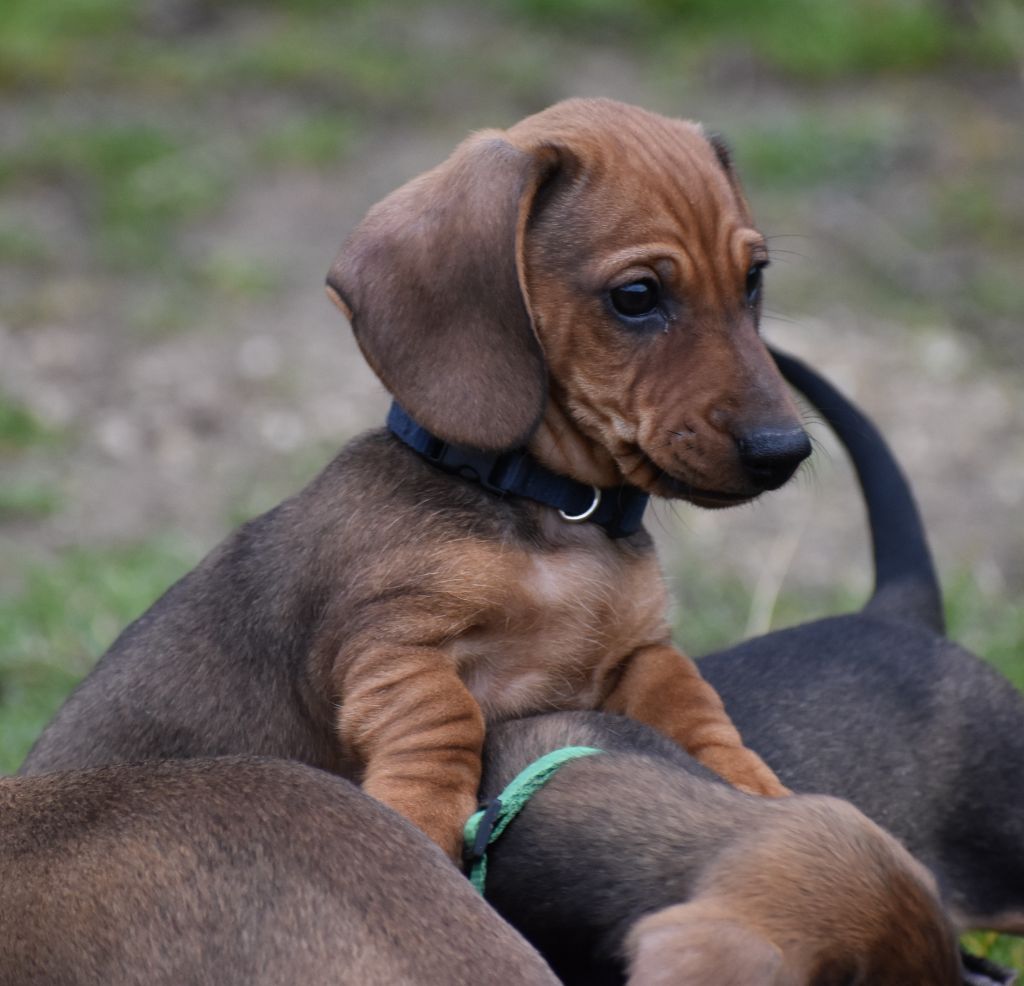 Du Moulin Sault - Chiot disponible  - Teckel poil ras