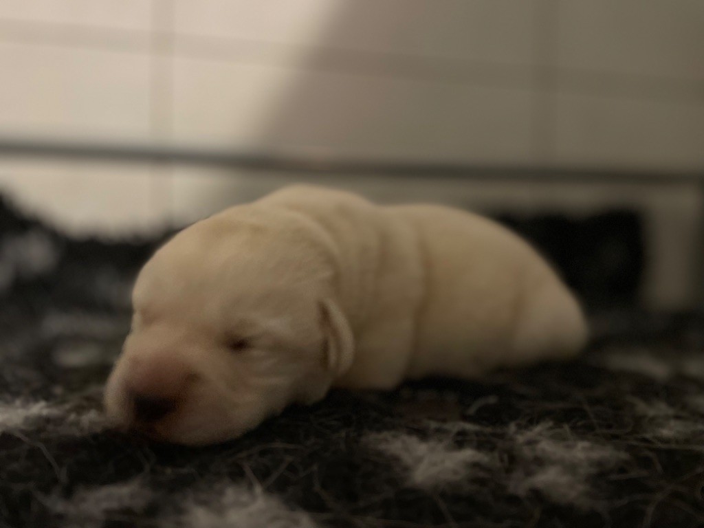 Du Moulin Sault - Chiot disponible  - Labrador Retriever