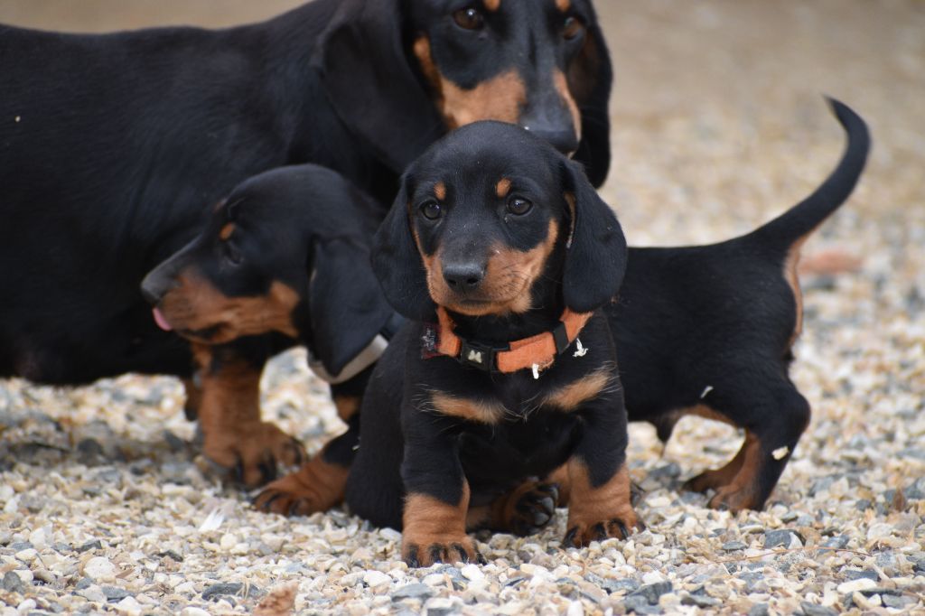 chiot Teckel poil ras Du Moulin Sault