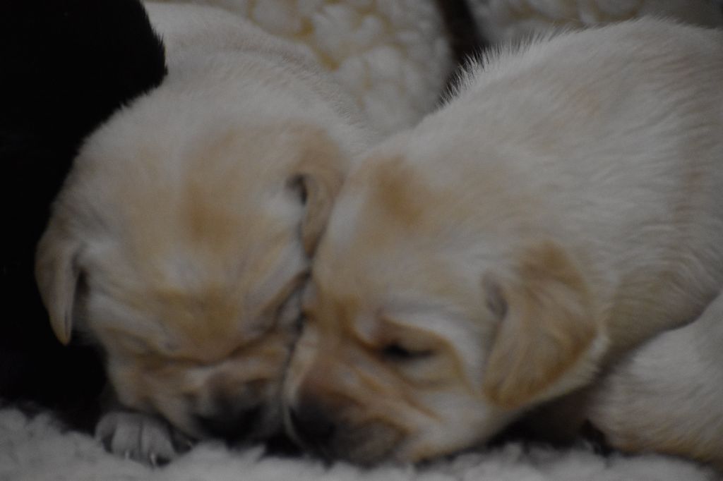 Du Moulin Sault - Chiot disponible  - Labrador Retriever