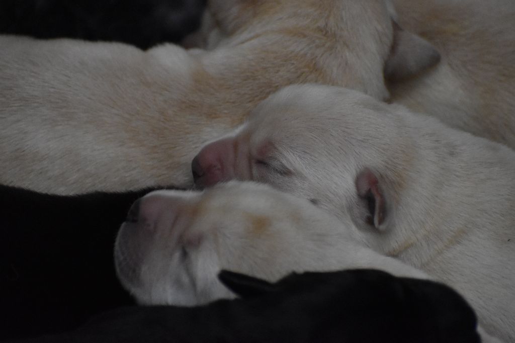 Du Moulin Sault - Chiot disponible  - Labrador Retriever