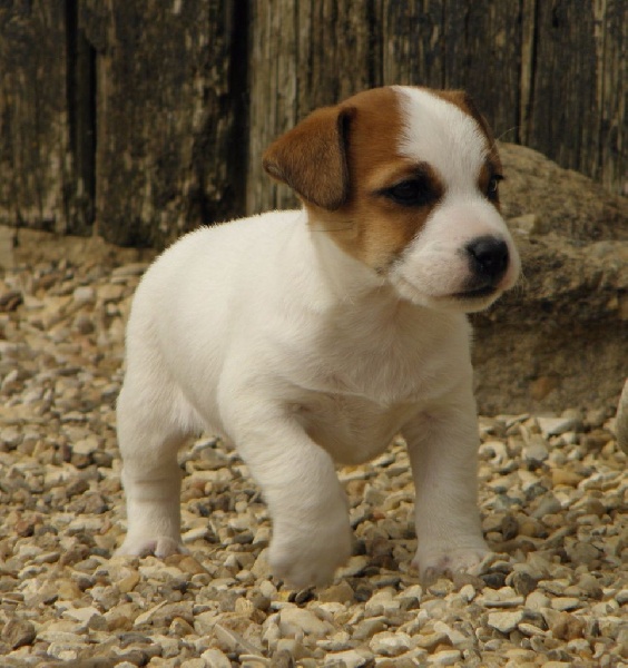 Du Moulin Sault - Jack Russell Terrier - Portée née le 07/03/2016