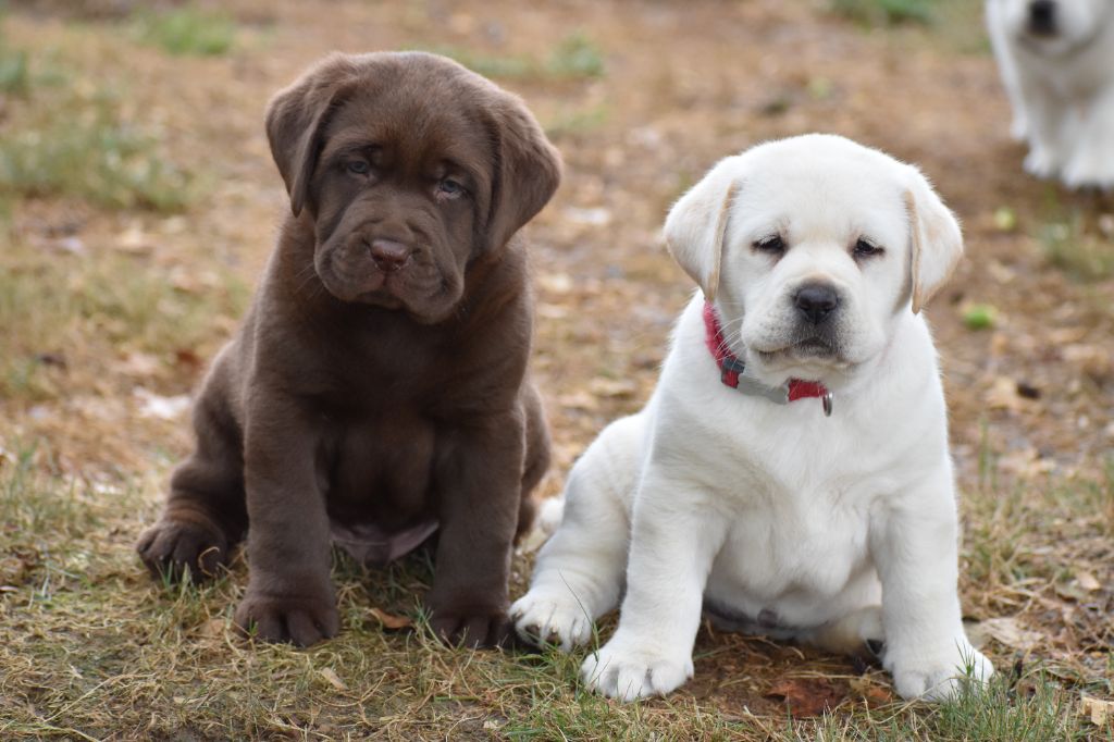 chiot Labrador Retriever Du Moulin Sault