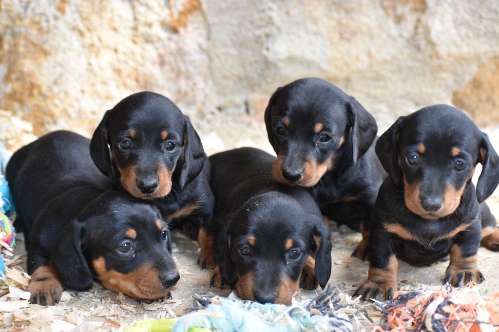 chiot Teckel poil ras Du Moulin Sault