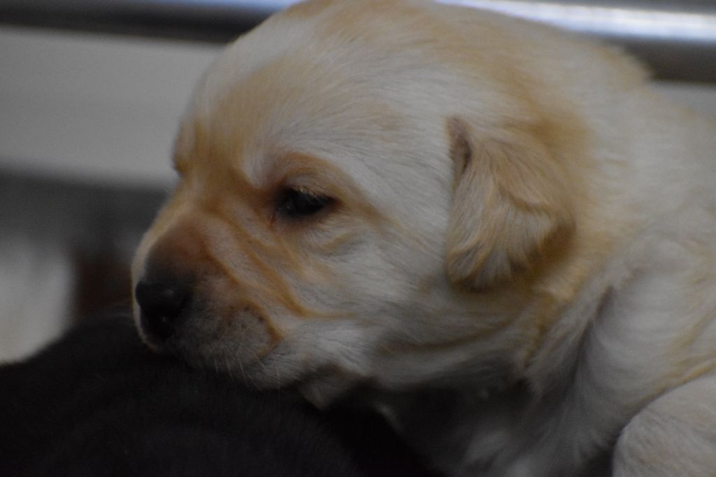 Du Moulin Sault - Chiot disponible  - Labrador Retriever