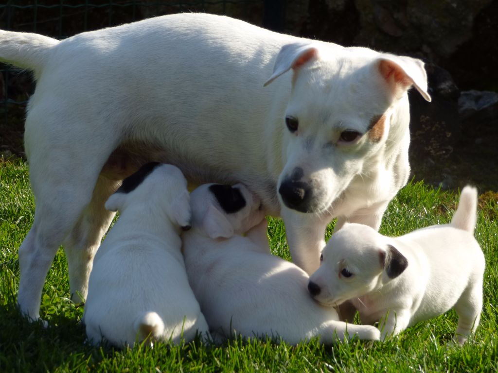 Du Moulin Sault - Jack Russell Terrier - Portée née le 10/02/2017