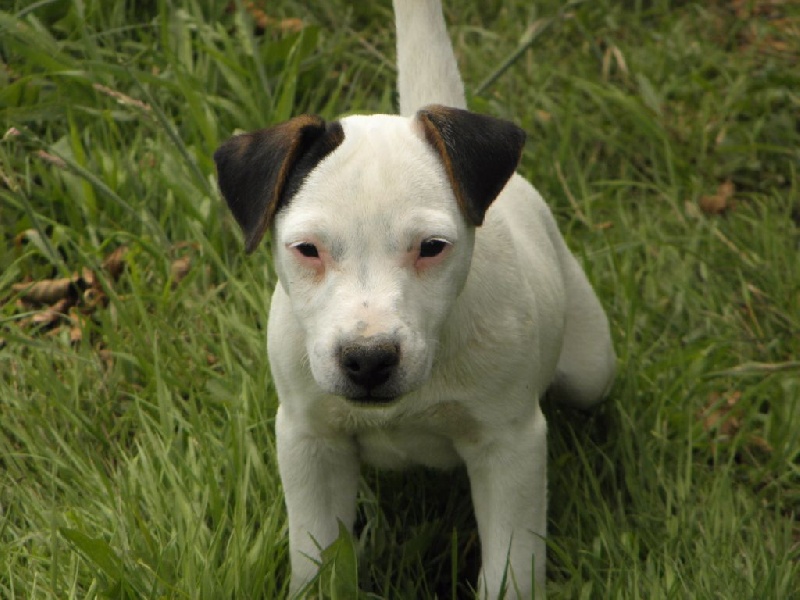Du Moulin Sault - Jack Russell Terrier - Portée née le 05/04/2015