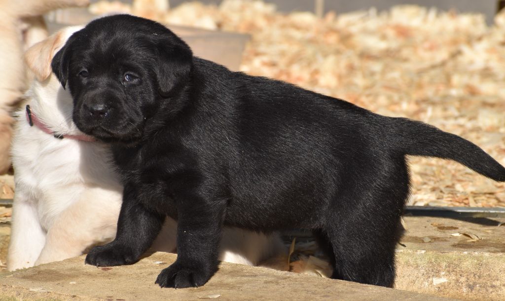 Du Moulin Sault - Chiot disponible  - Labrador Retriever