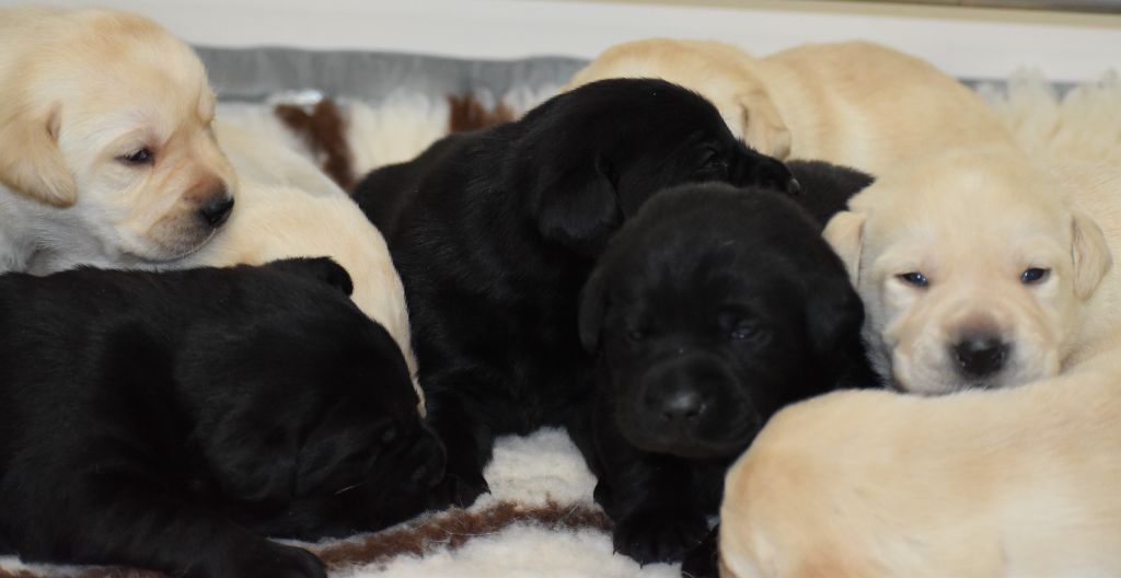 Du Moulin Sault - Chiot disponible  - Labrador Retriever