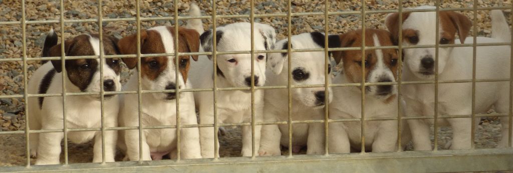 Du Moulin Sault - Jack Russell Terrier - Portée née le 07/11/2017