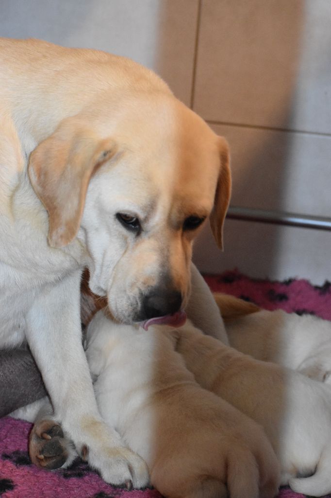 chiot Labrador Retriever Du Moulin Sault