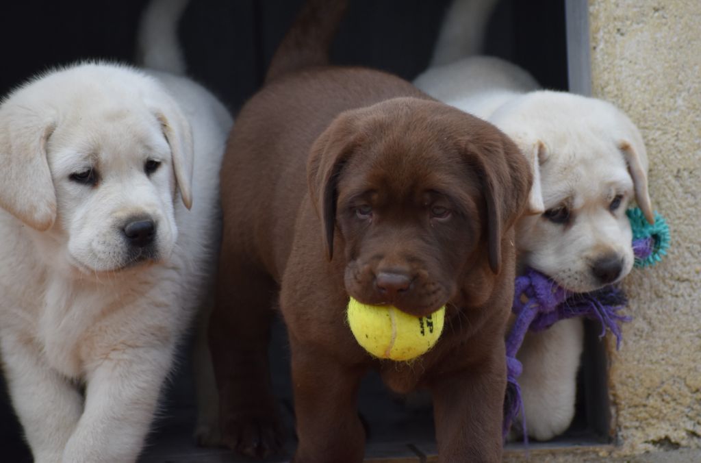 chiot Labrador Retriever Du Moulin Sault