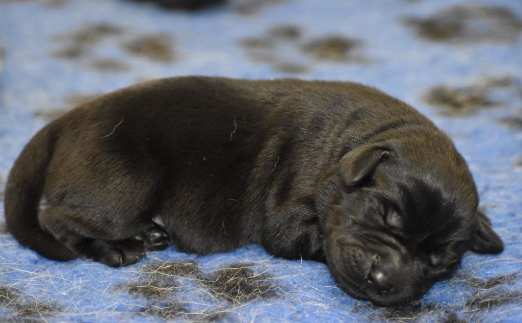 Du Moulin Sault - Chiot disponible  - Labrador Retriever