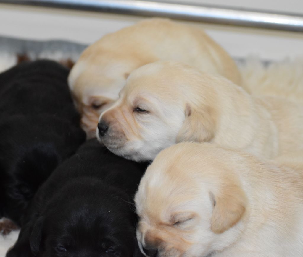 Du Moulin Sault - Chiot disponible  - Labrador Retriever