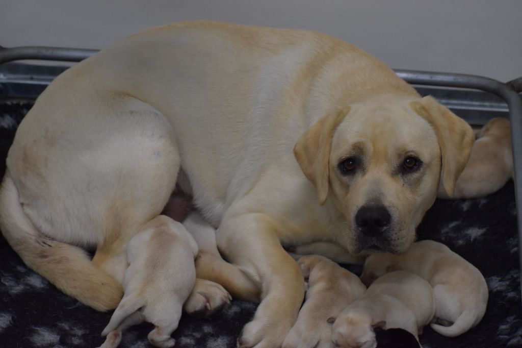 chiot Labrador Retriever Du Moulin Sault