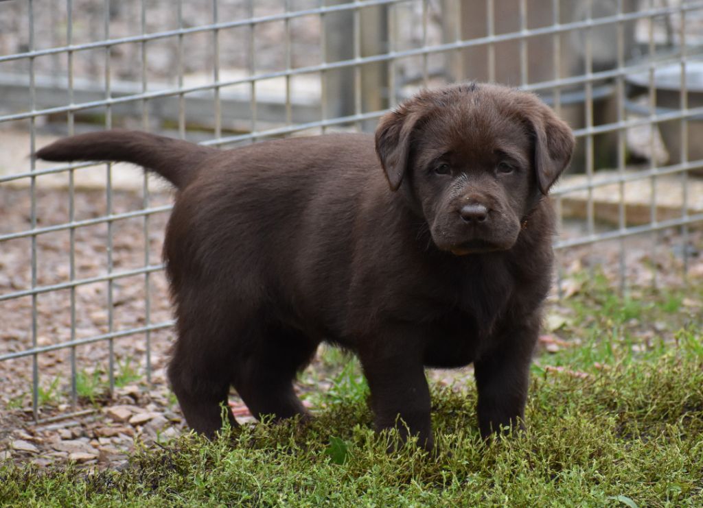 Du Moulin Sault - Chiot disponible  - Labrador Retriever