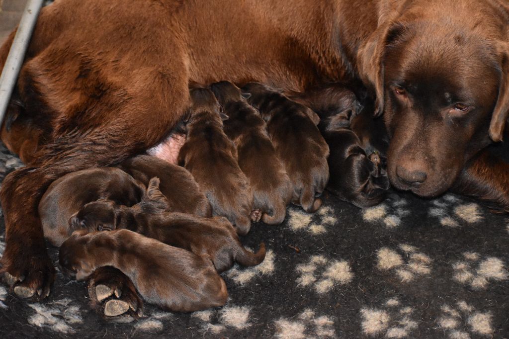 chiot Labrador Retriever Du Moulin Sault