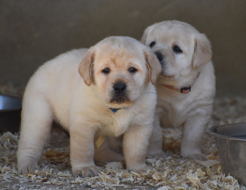 chiot Labrador Retriever Du Moulin Sault