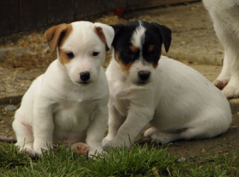 Du Moulin Sault - Jack Russell Terrier - Portée née le 02/01/2016