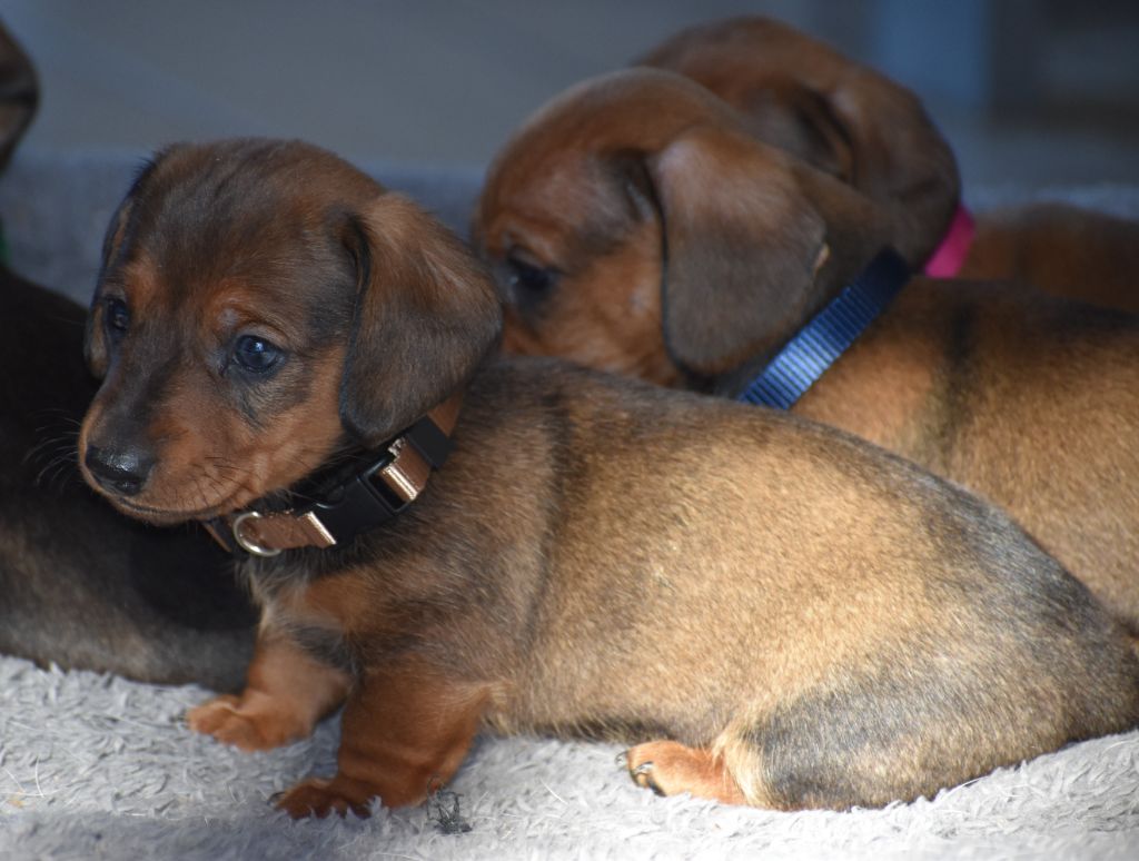 Du Moulin Sault - Chiot disponible  - Teckel poil ras