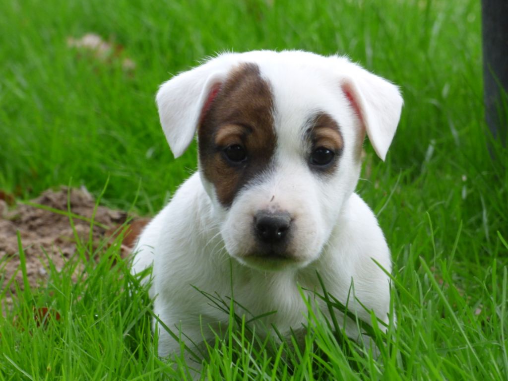 Du Moulin Sault - Jack Russell Terrier - Portée née le 28/09/2020