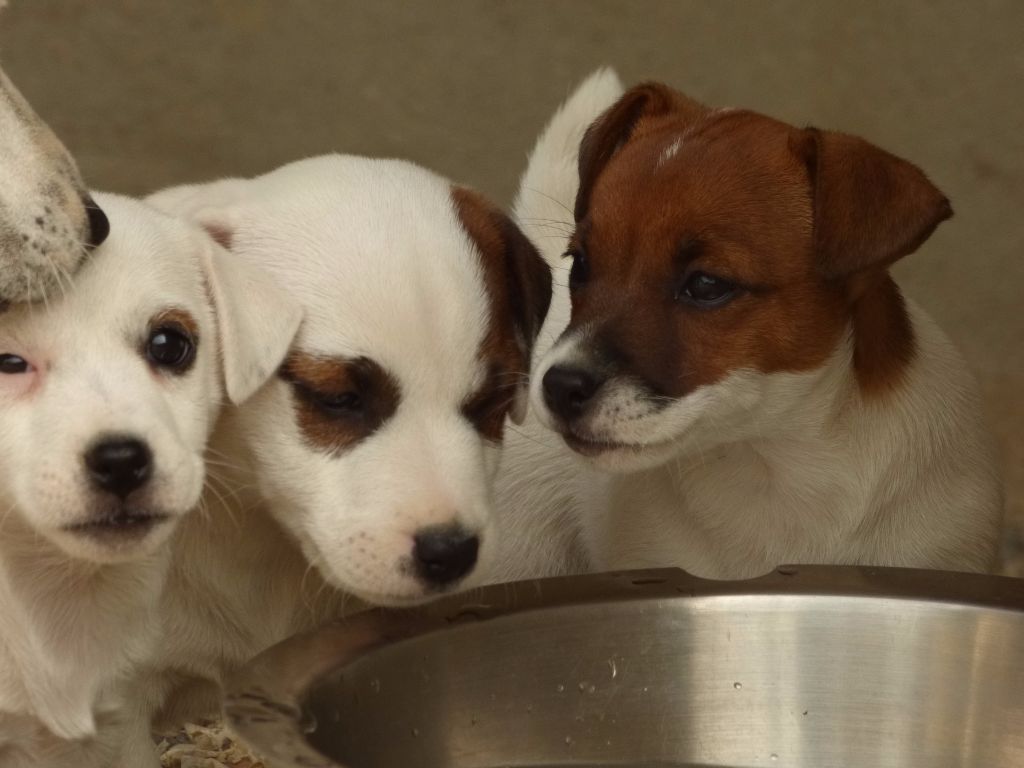 Du Moulin Sault - Jack Russell Terrier - Portée née le 11/08/2017