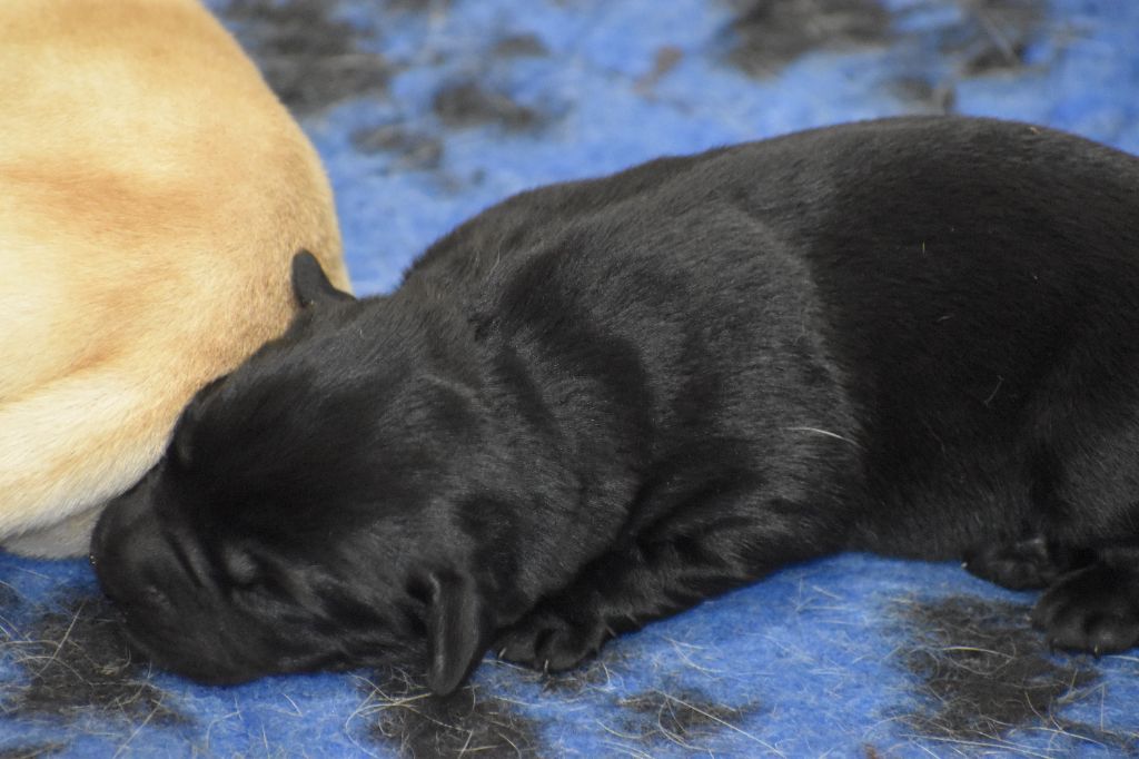 Du Moulin Sault - Chiot disponible  - Labrador Retriever