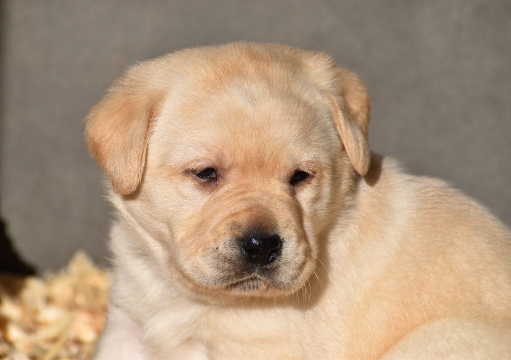 Du Moulin Sault - Chiot disponible  - Labrador Retriever