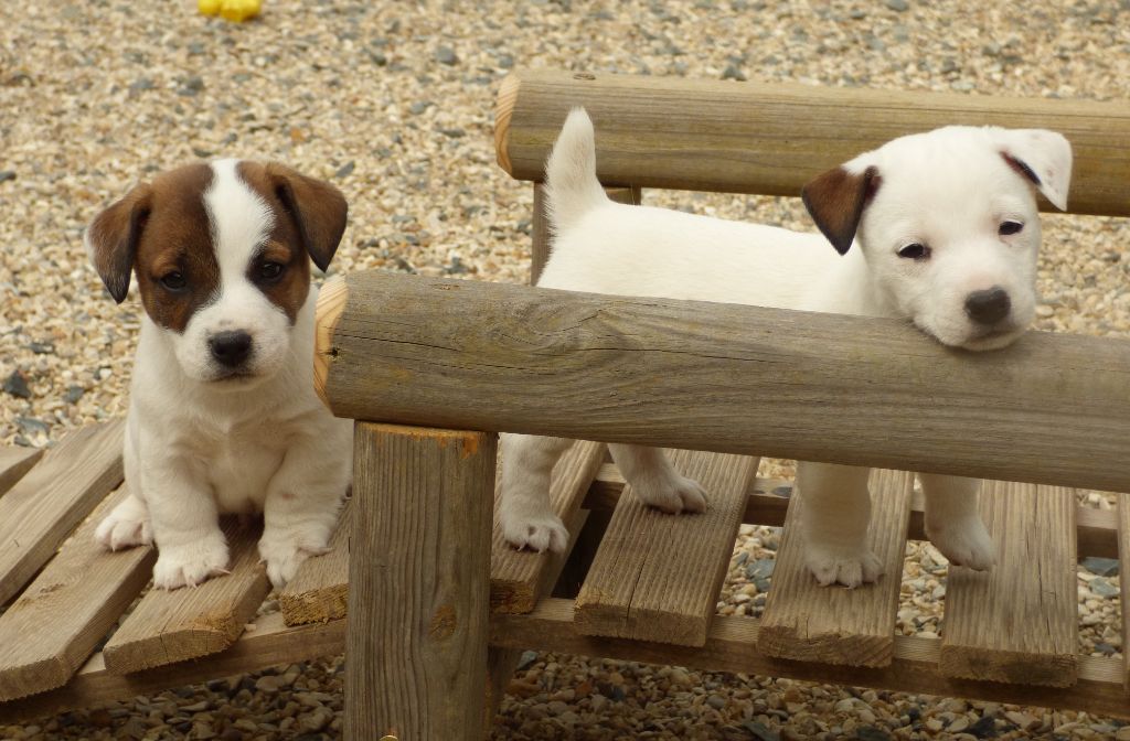 Du Moulin Sault - Jack Russell Terrier - Portée née le 27/03/2019