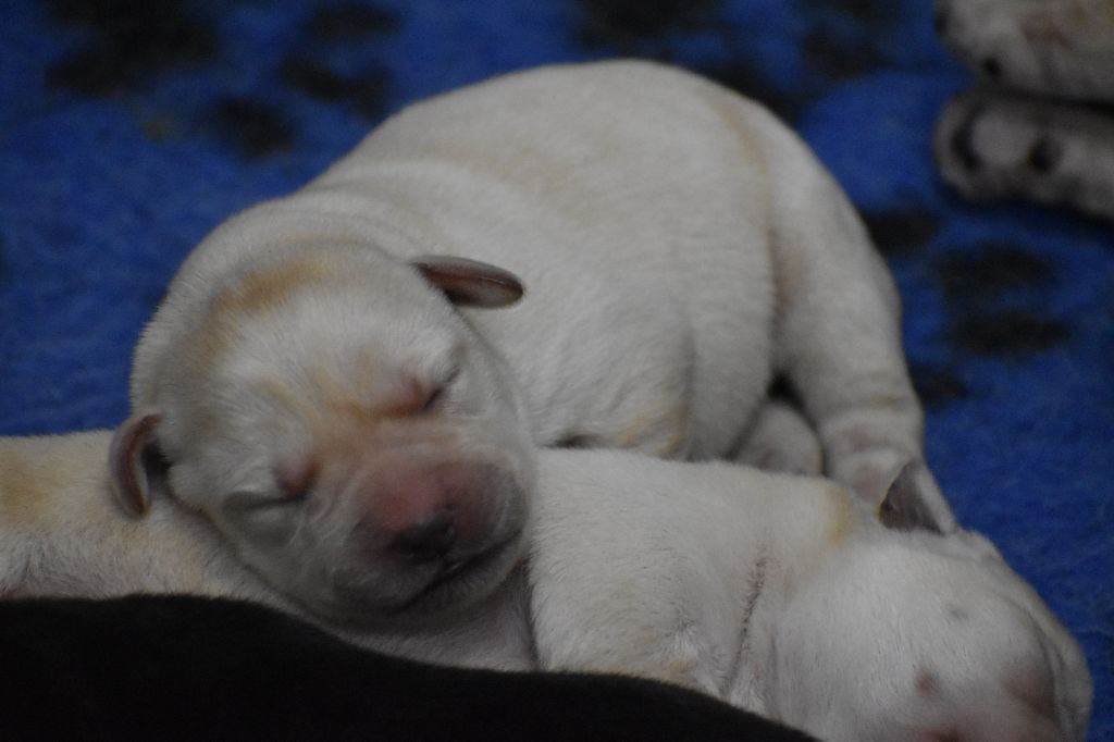 Du Moulin Sault - Chiot disponible  - Labrador Retriever