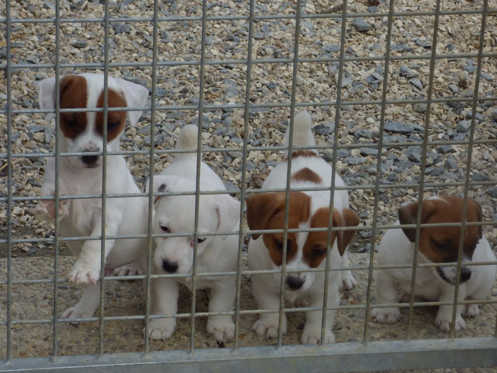 Du Moulin Sault - Jack Russell Terrier - Portée née le 16/01/2017