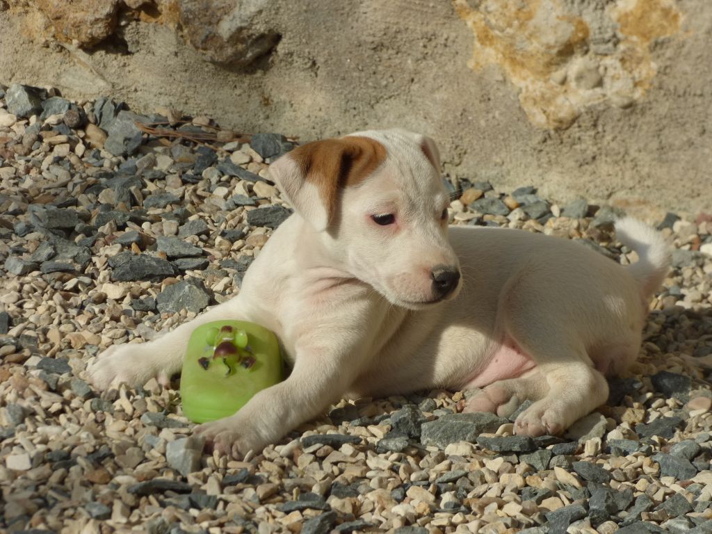 Du Moulin Sault - Jack Russell Terrier - Portée née le 24/08/2018