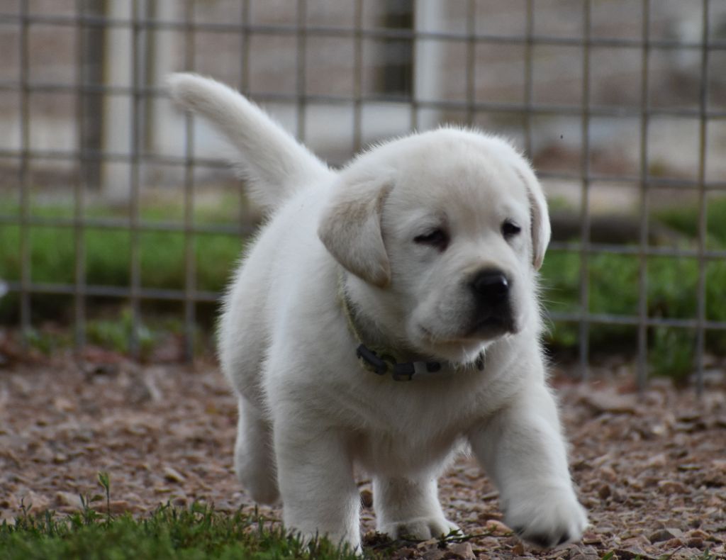 Du Moulin Sault - Chiot disponible  - Labrador Retriever