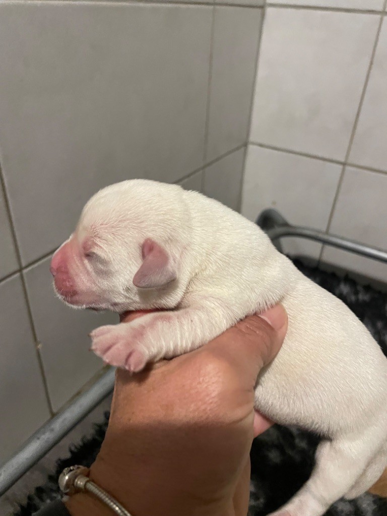 Du Moulin Sault - Chiot disponible  - Labrador Retriever