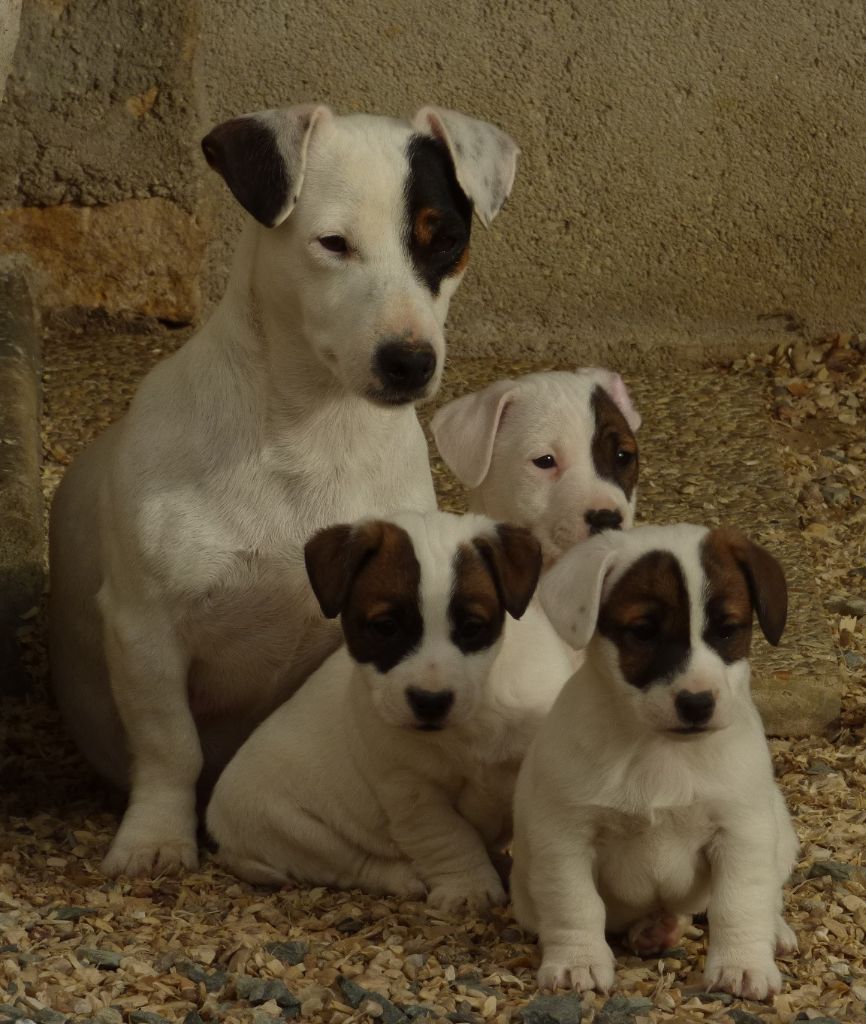 Du Moulin Sault - Jack Russell Terrier - Portée née le 30/11/2018