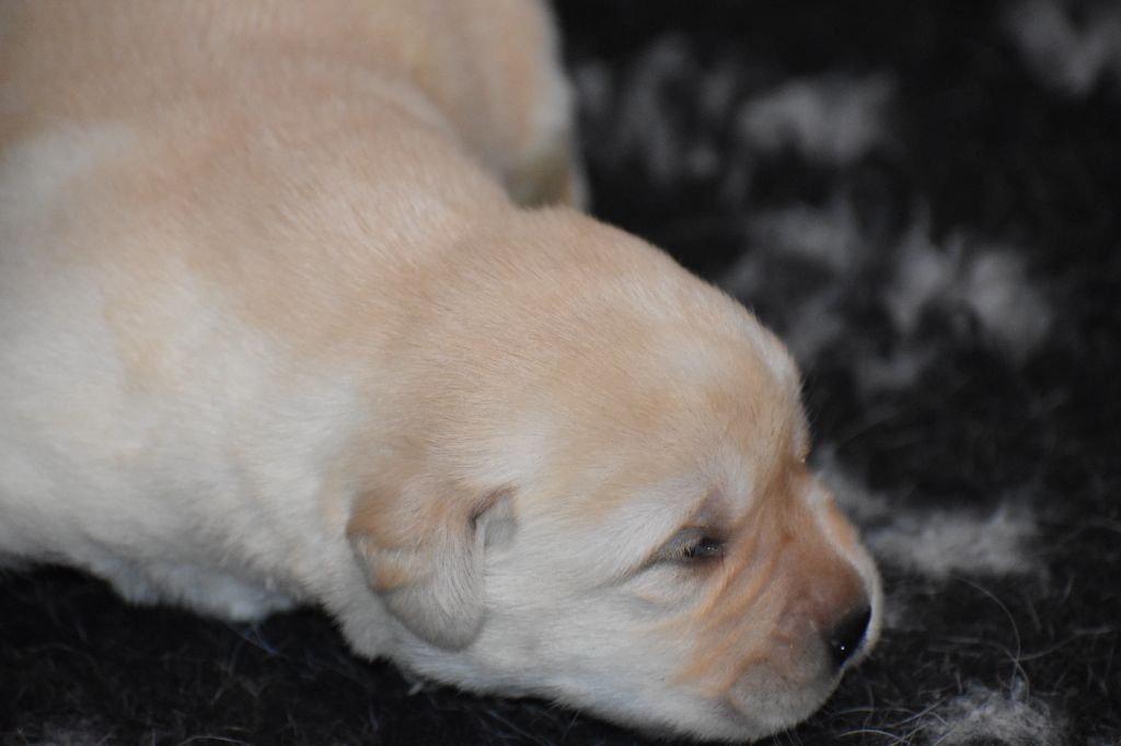 Du Moulin Sault - Chiot disponible  - Labrador Retriever