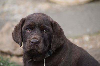 Chiot mâle collier gris