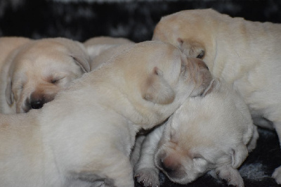 CHIOT 4