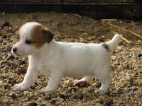 CHIOT