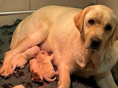 Du Moulin Sault - Labrador Retriever - Portée née le 23/10/2024