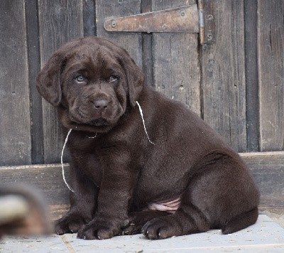 Chiot mâle collier gris