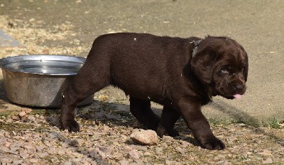 Chiot mâle collier gris