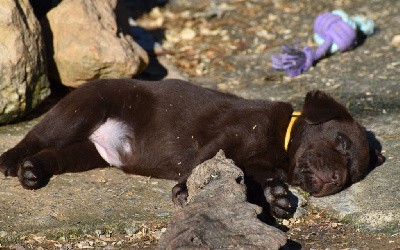 Femelle chocolat collier jaune