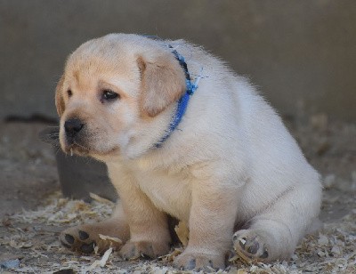 Mâle sable collier bleu